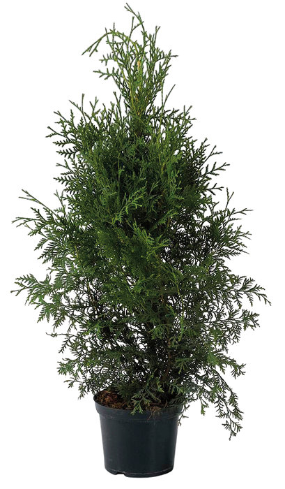 Thuja hækplante 80-100 cm høj